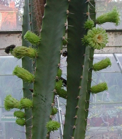 Pterocereus_gaumeri